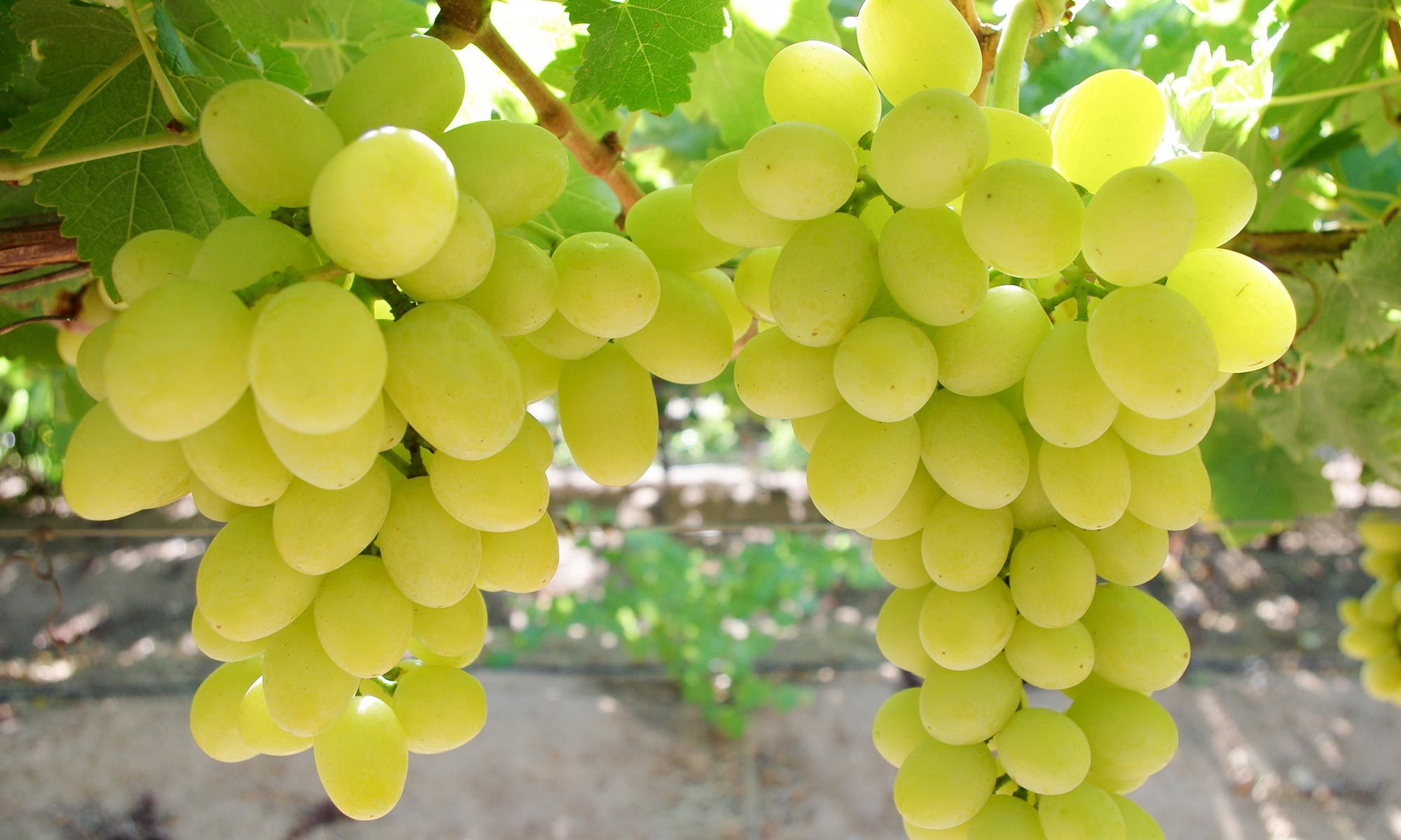 white wine grapes